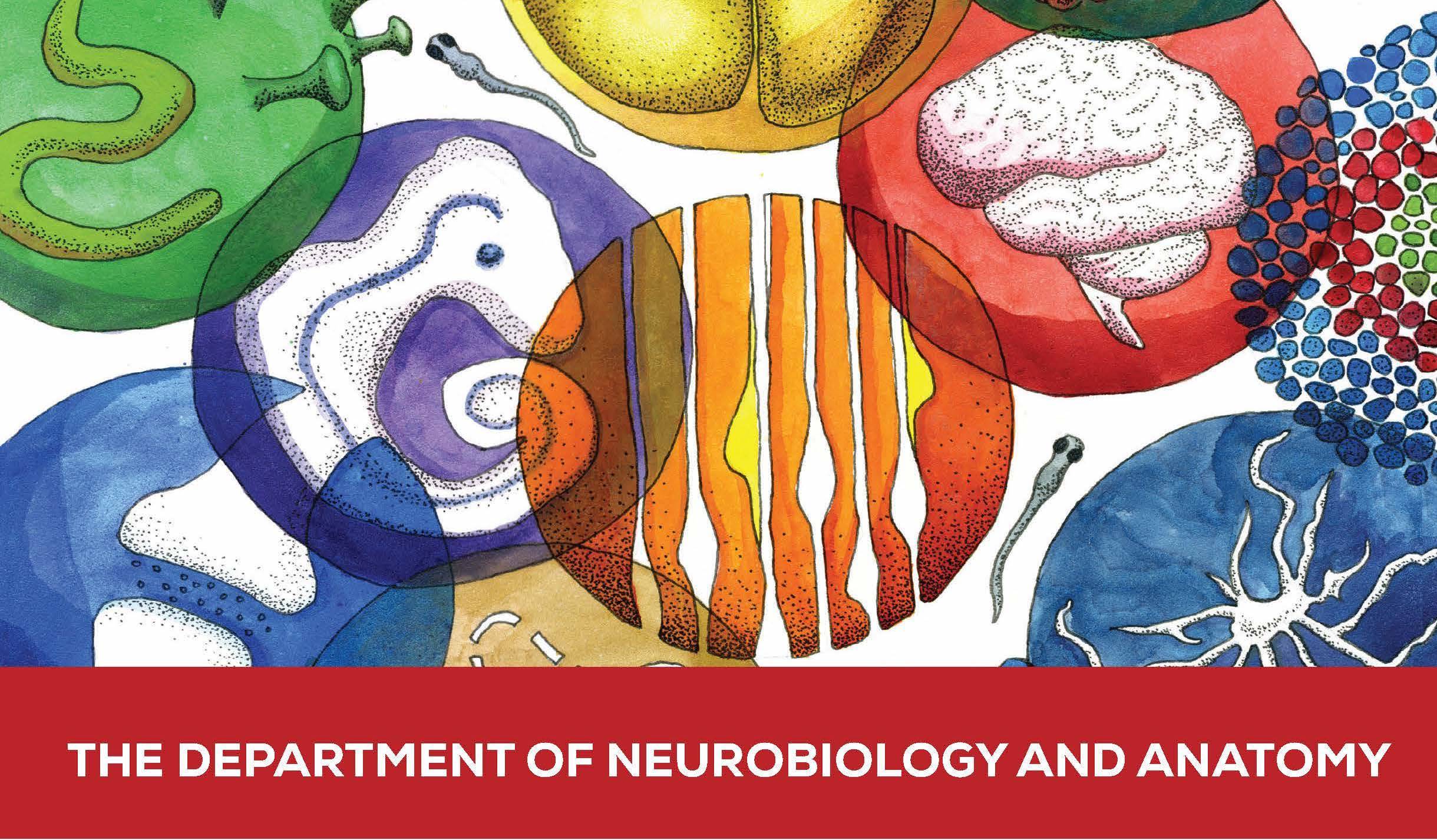 Department of Neurobiology and Anatomy