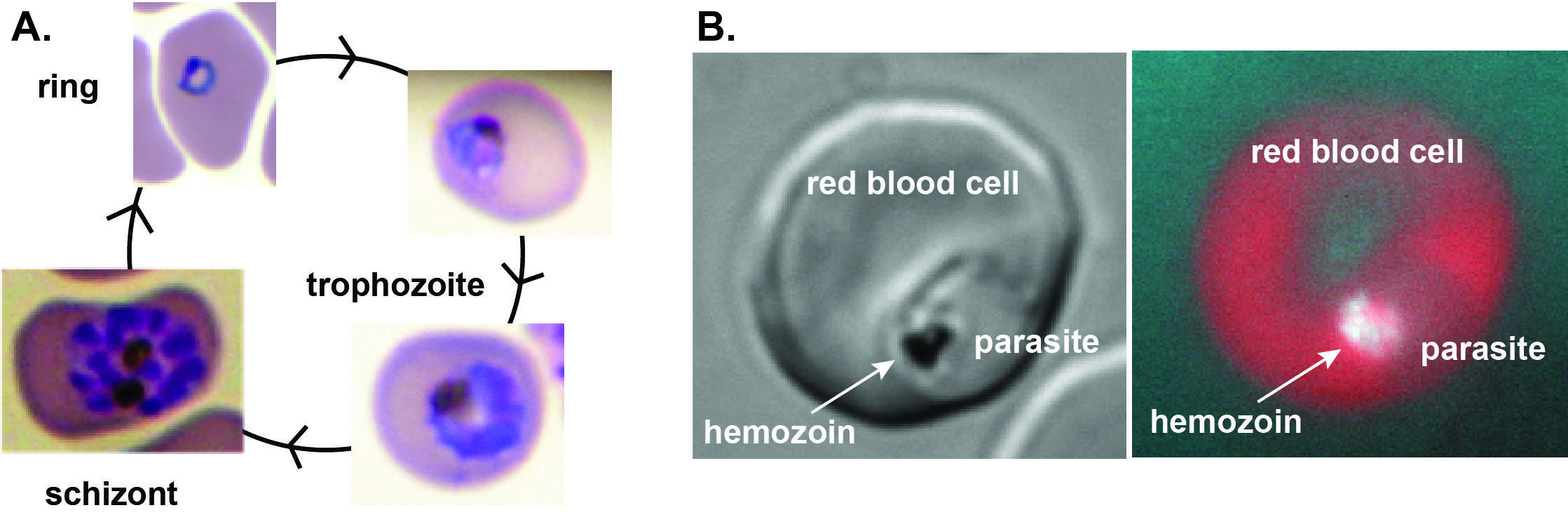 Figure1